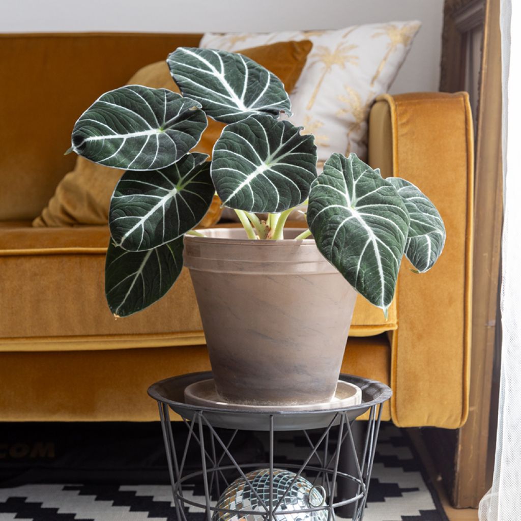 Alocasia Black Velvet - Elephant's ears plantEar
