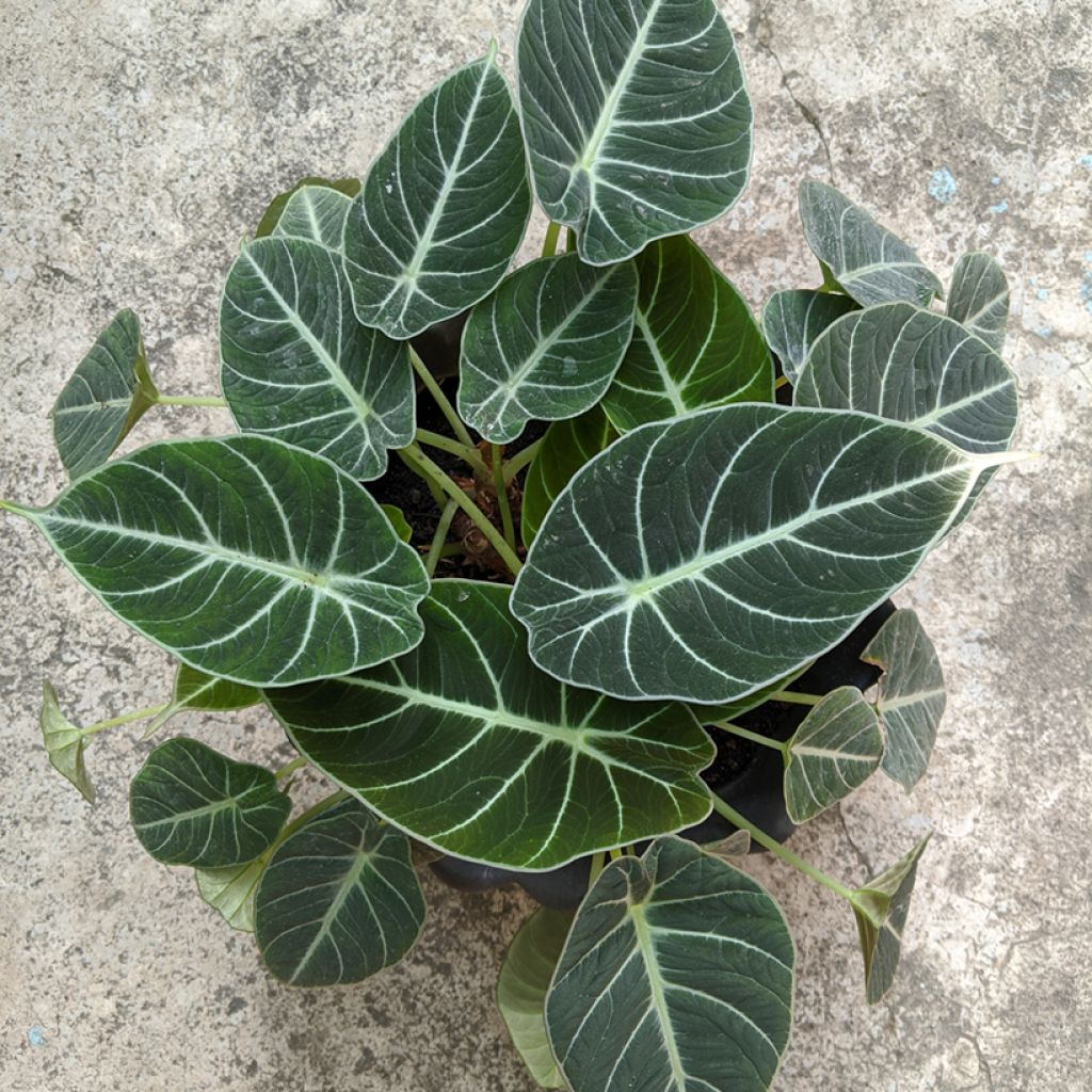 Alocasia Black Velvet - Elephant's ears plantEar