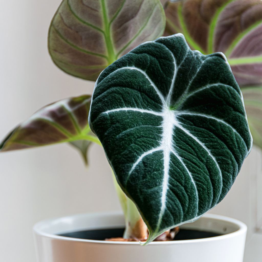 Alocasia Black Velvet - Elephant's ears plantEar