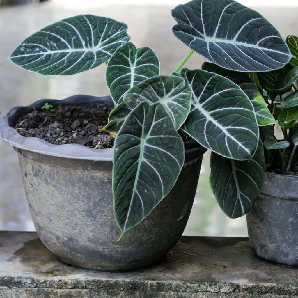Alocasia Black Velvet - Elephant's ears plantEar
