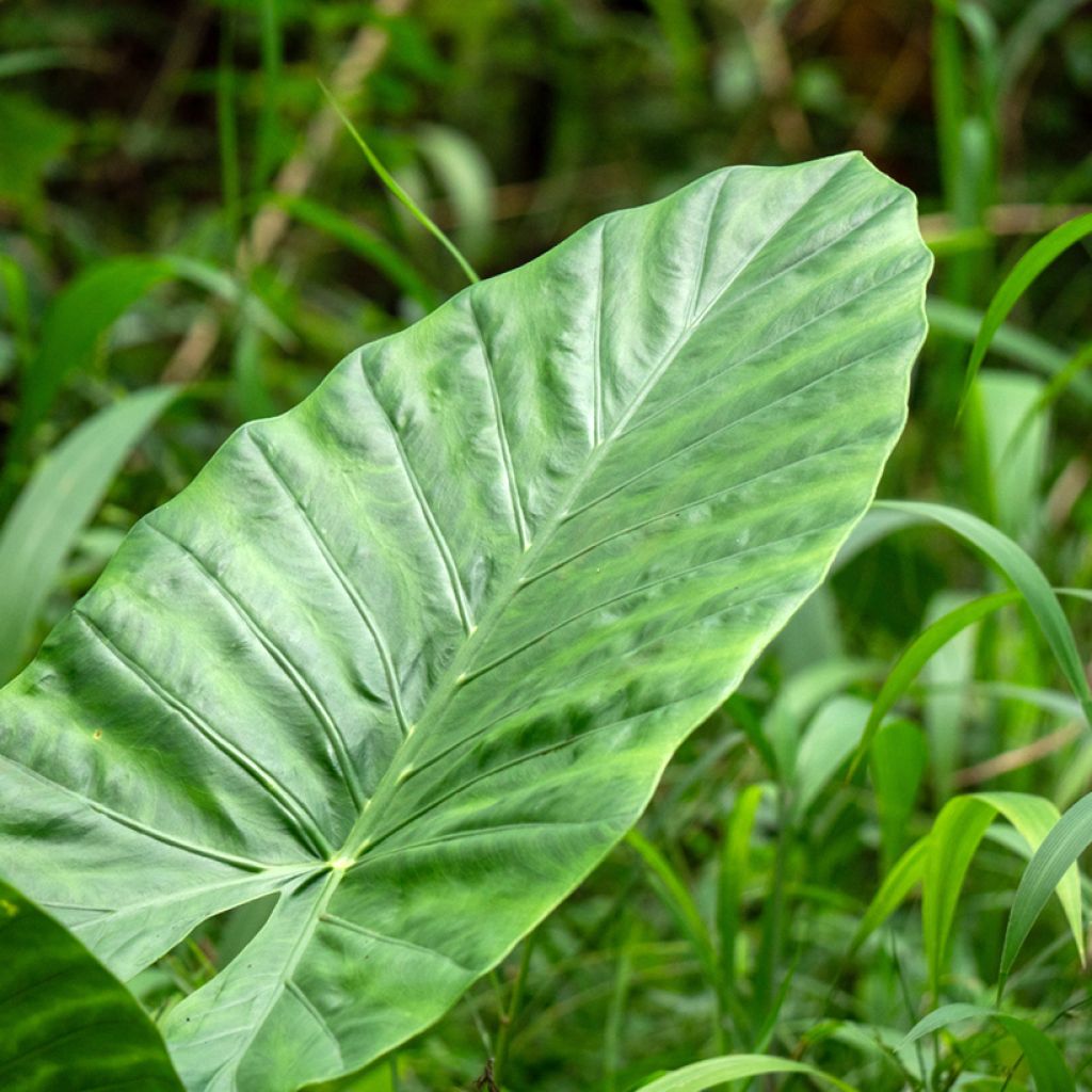 Alocasia Calidora - Elephant's ear