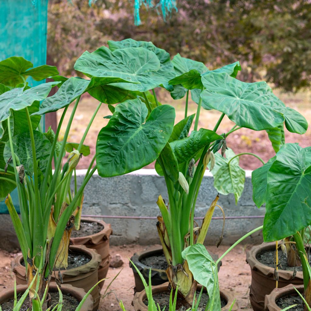 Alocasia Calidora - Elephant's ear