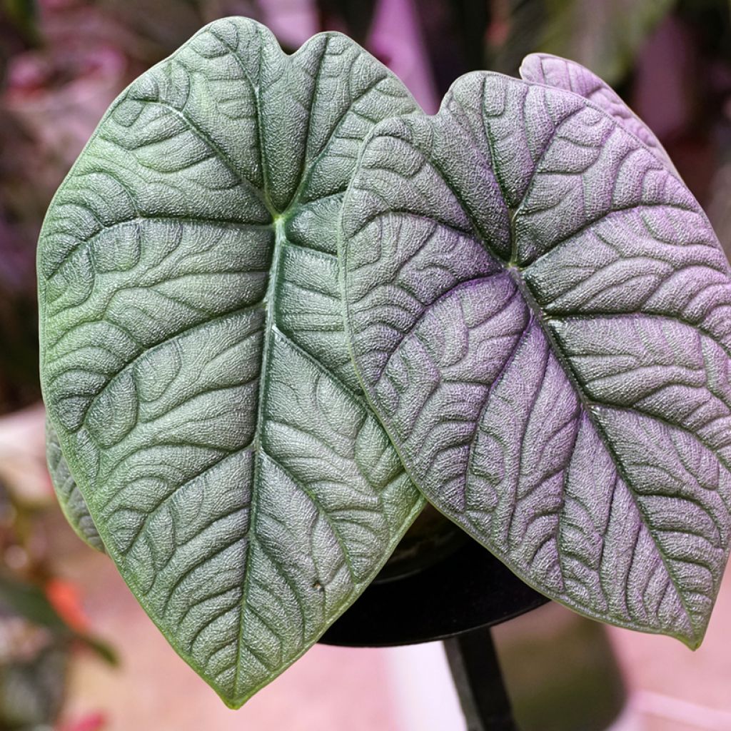 Alocasia melo - Elephant's ear