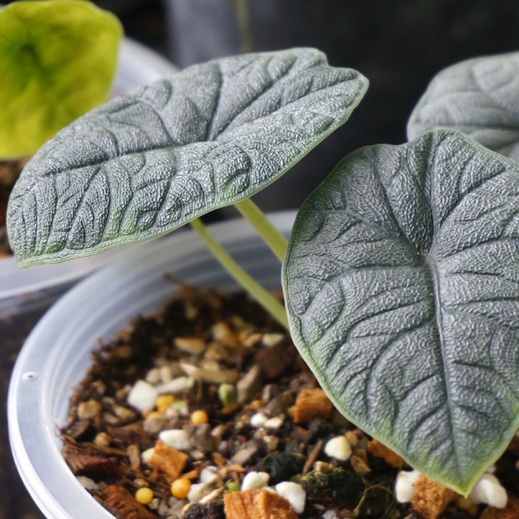Alocasia melo - Elephant's ear