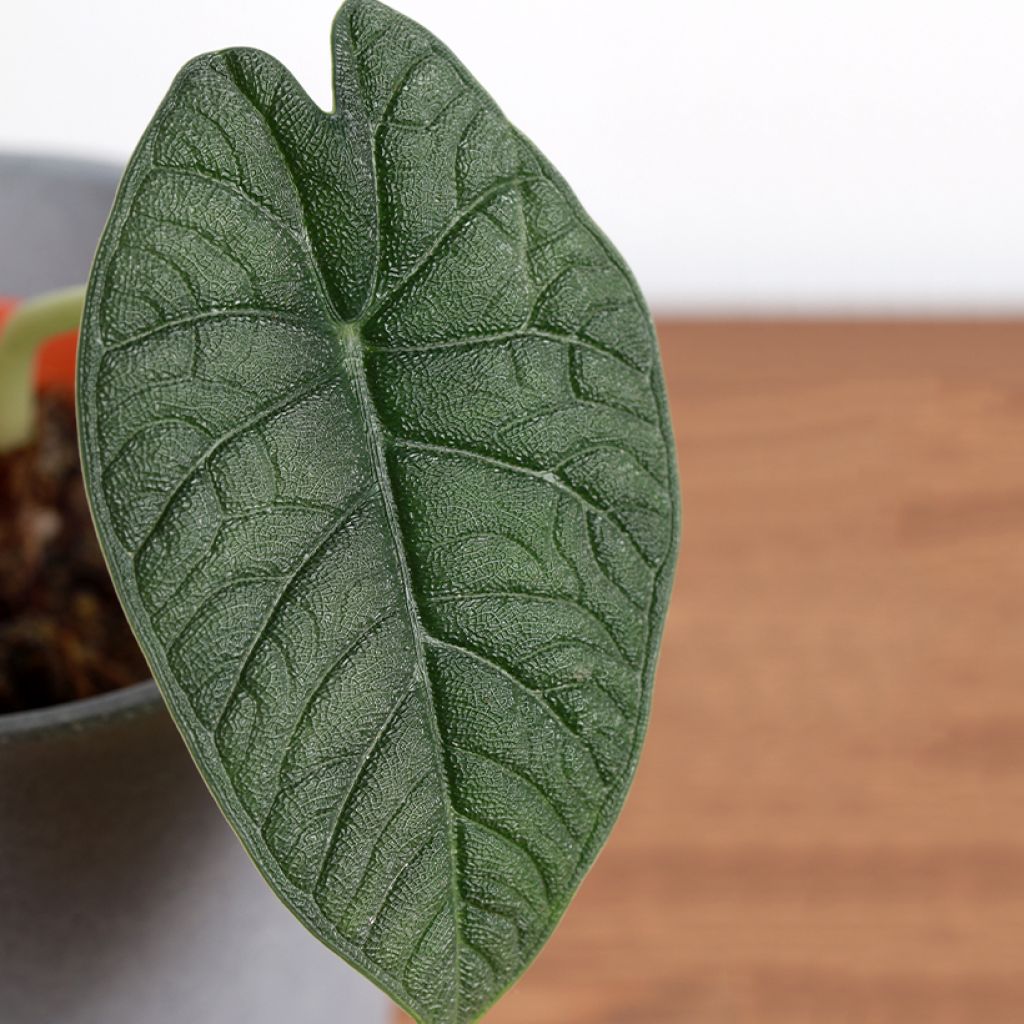 Alocasia melo - Elephant's ear