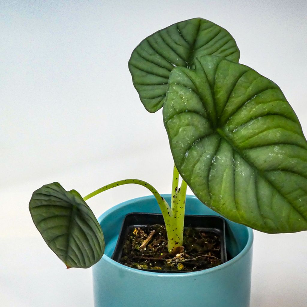 Alocasia nebula - Elephant's ears plant