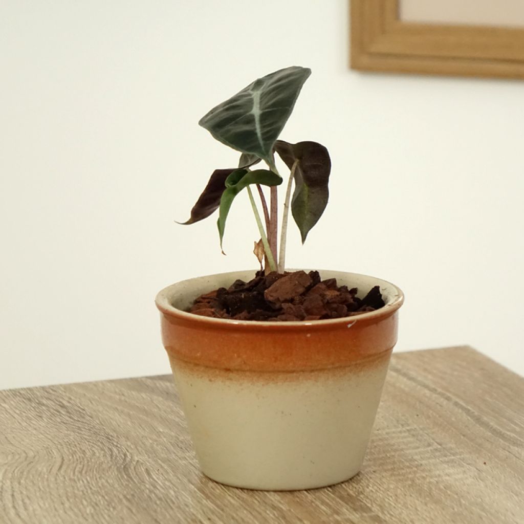 Alocasia Polly - Elephant's ears plant