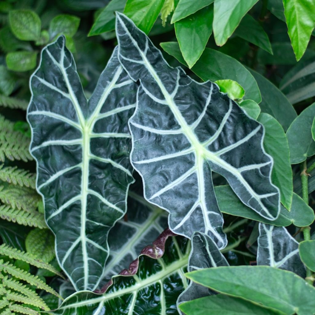 Alocasia Polly - Elephant's ears plant