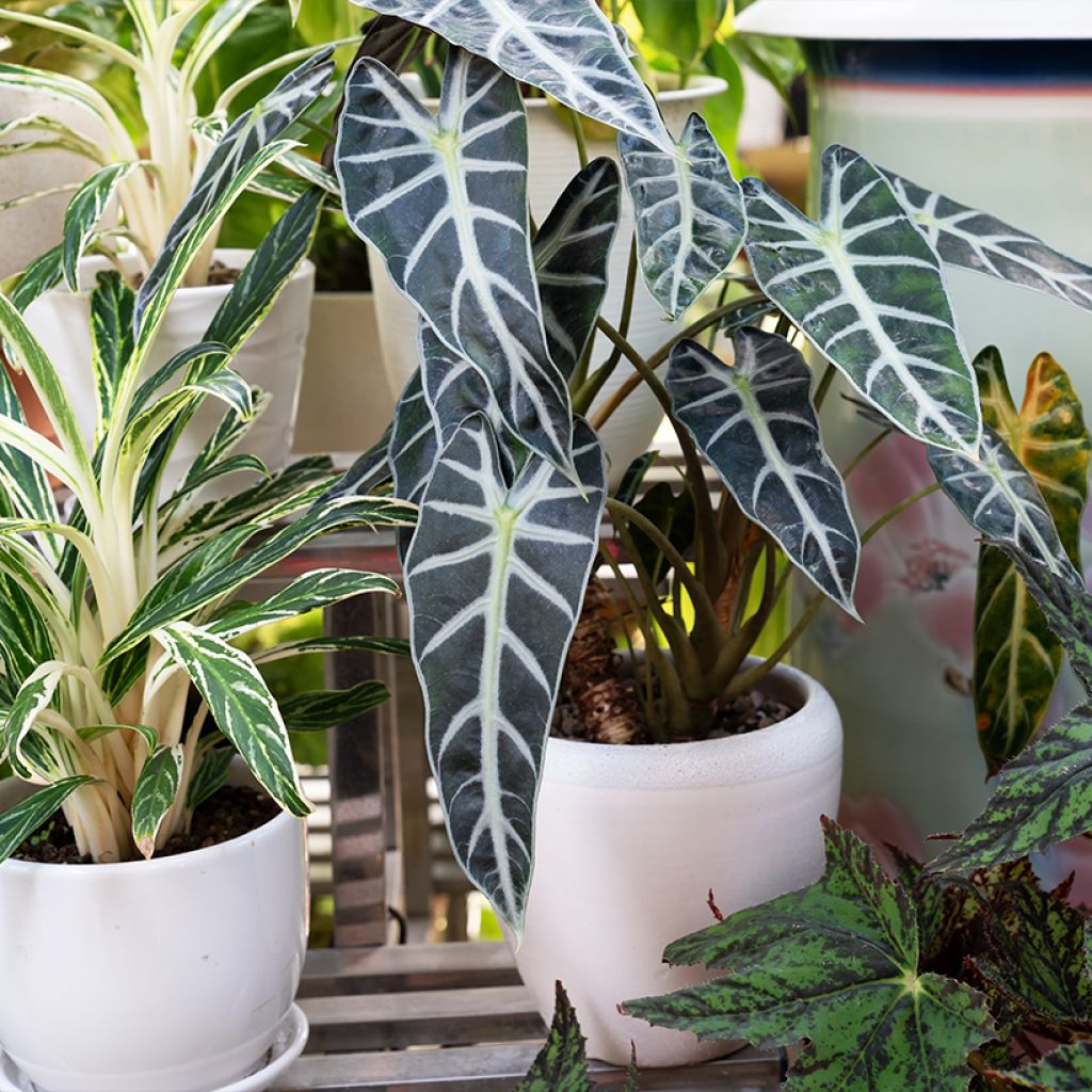 Alocasia Polly - Elephant's ears plant