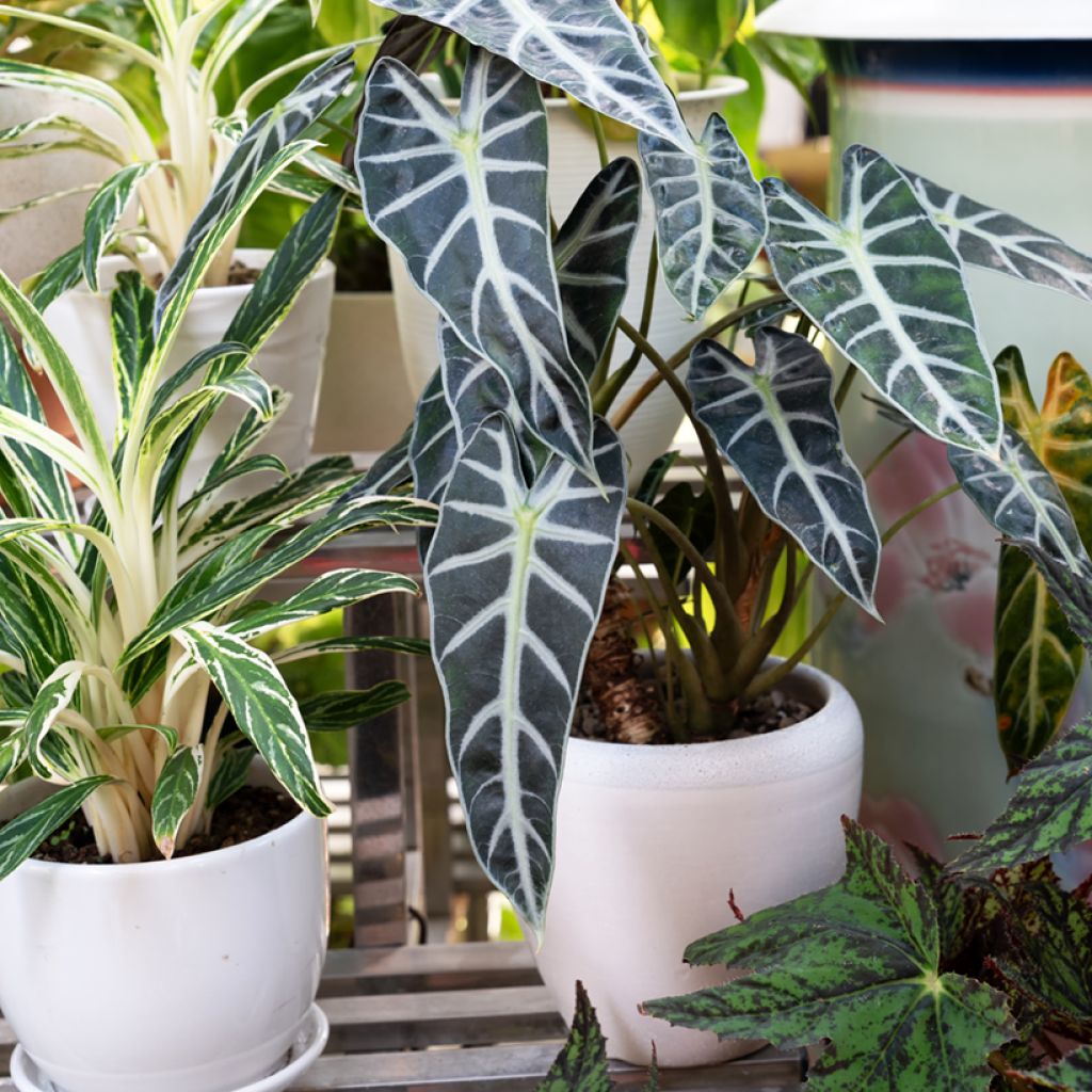 Alocasia Polly - Elephant's ears plant