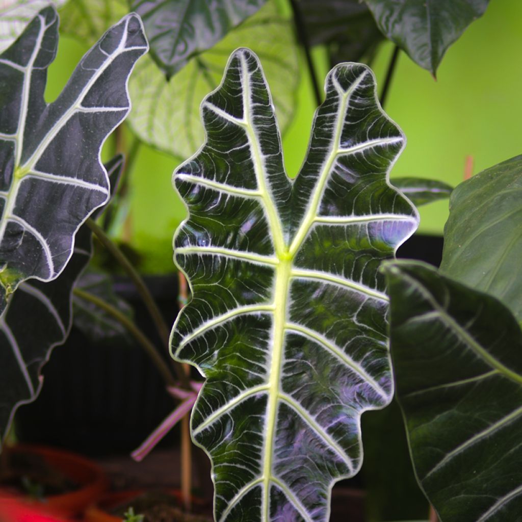 Alocasia Polly - Elephant's ears plant