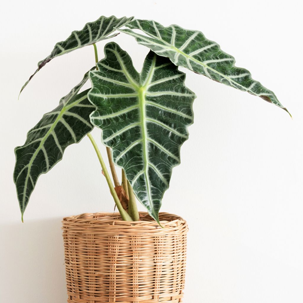 Alocasia Polly - Elephant's ears plant