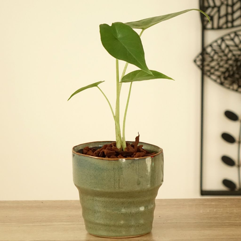 Alocasia Sumo® - Elephant's Ear