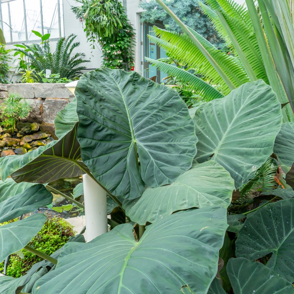 Alocasia Sumo® - Elephant's Ear