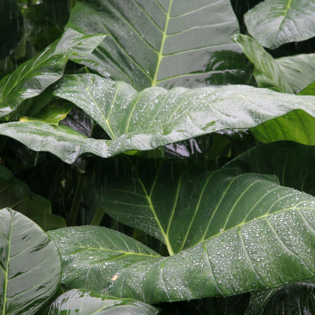 Alocasia Sumo® - Elephant's Ear
