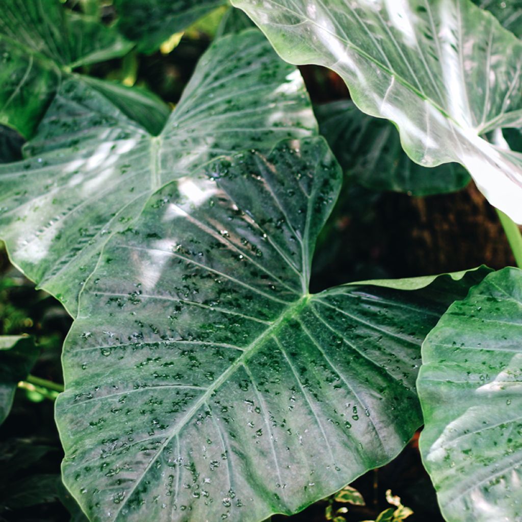 Alocasia Sumo® - Elephant's Ear