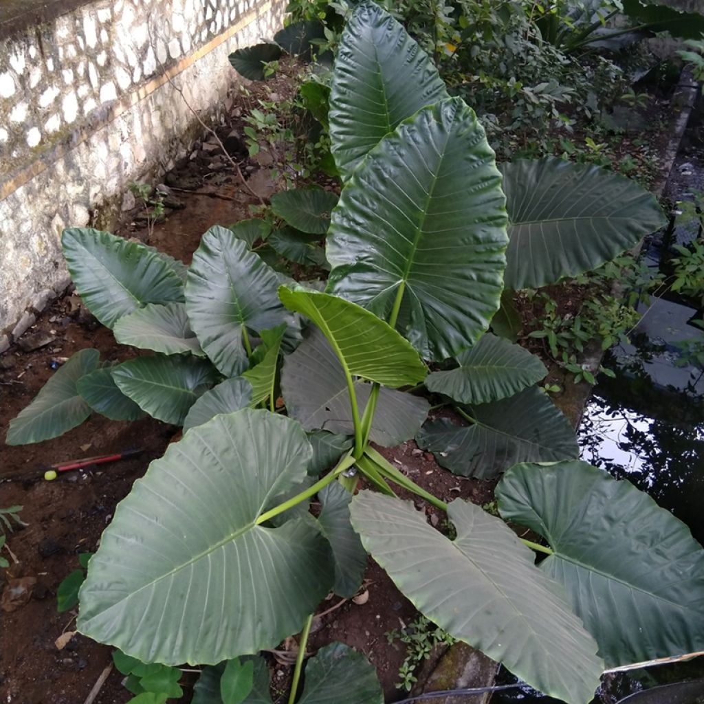Alocasia Sumo® - Elephant's Ear