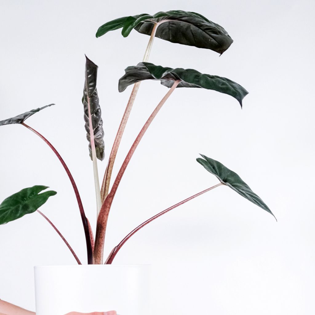 Alocasia sarawakensis Yucatan Princess - Elephant's ear