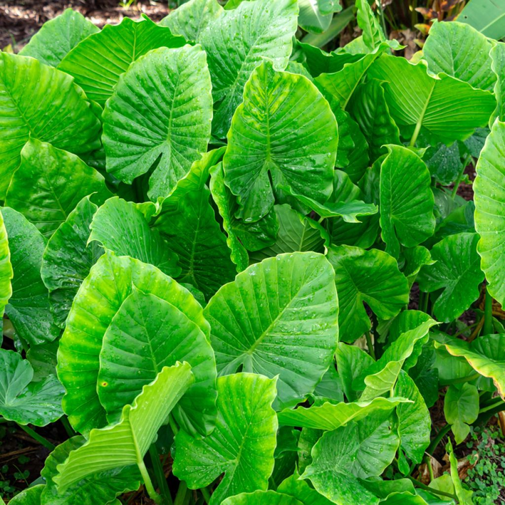 Alocasia gageana California - Elephant's ears plant