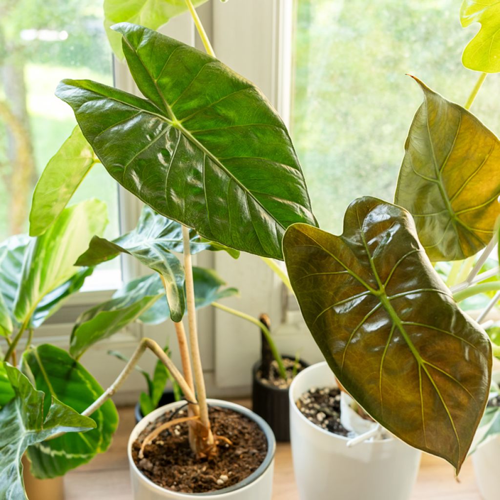 Alocasia wentii - Hardy elephant's ear