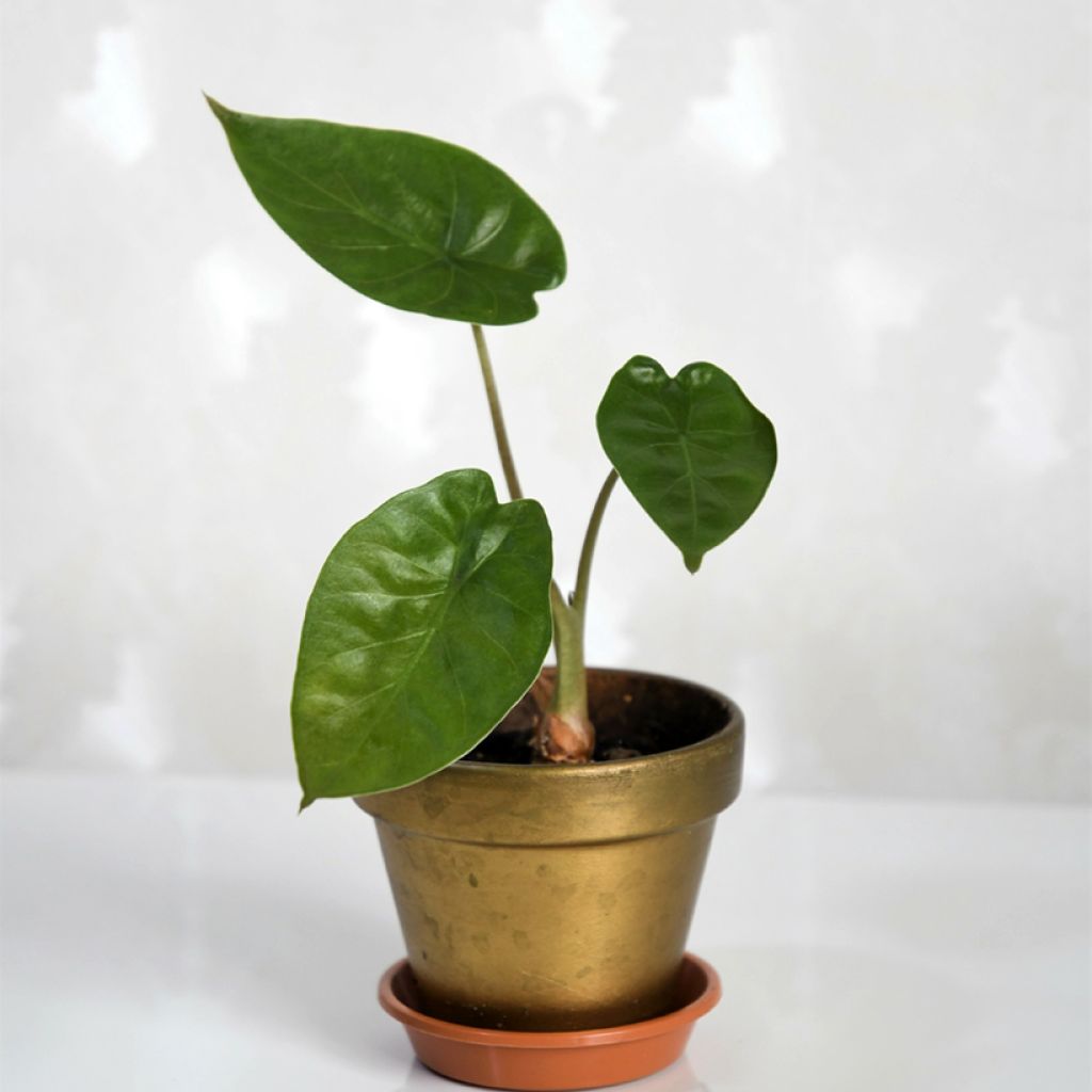 Alocasia wentii - Hardy elephant's ear