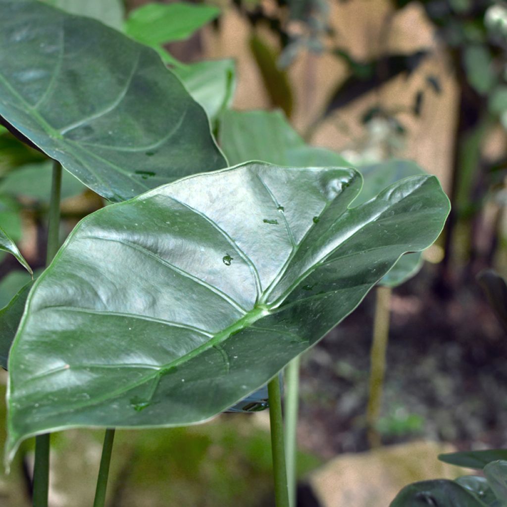 Alocasia wentii - Hardy elephant's ear
