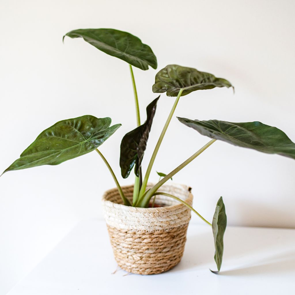 Alocasia wentii - Hardy elephant's ear