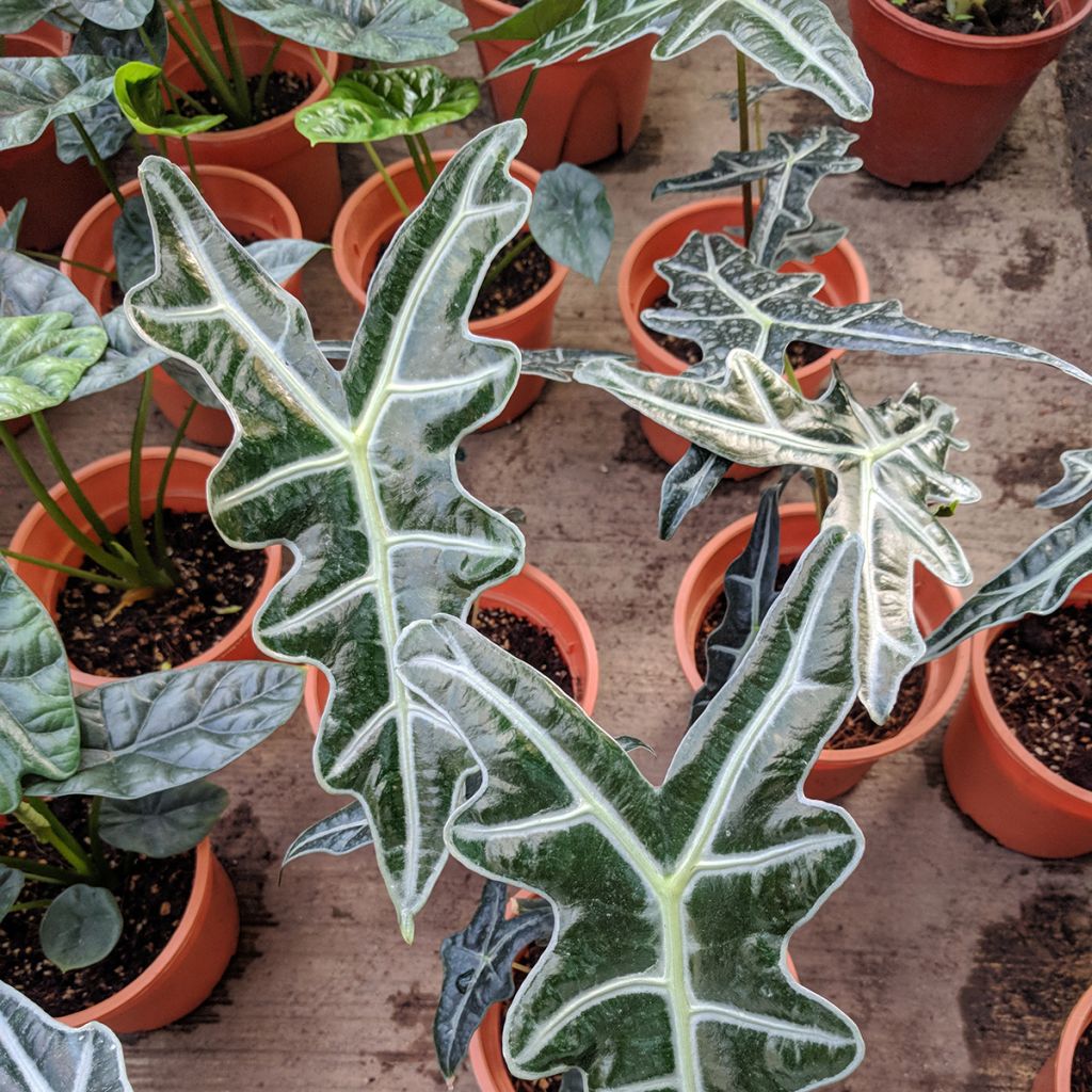 Alocasia sanderiana Nobilis - Elephant's ears plant