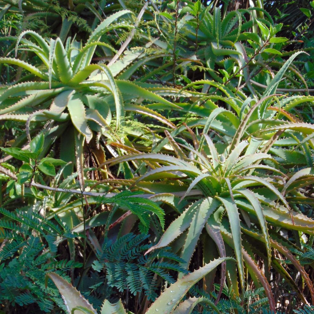 Aloe arborescens