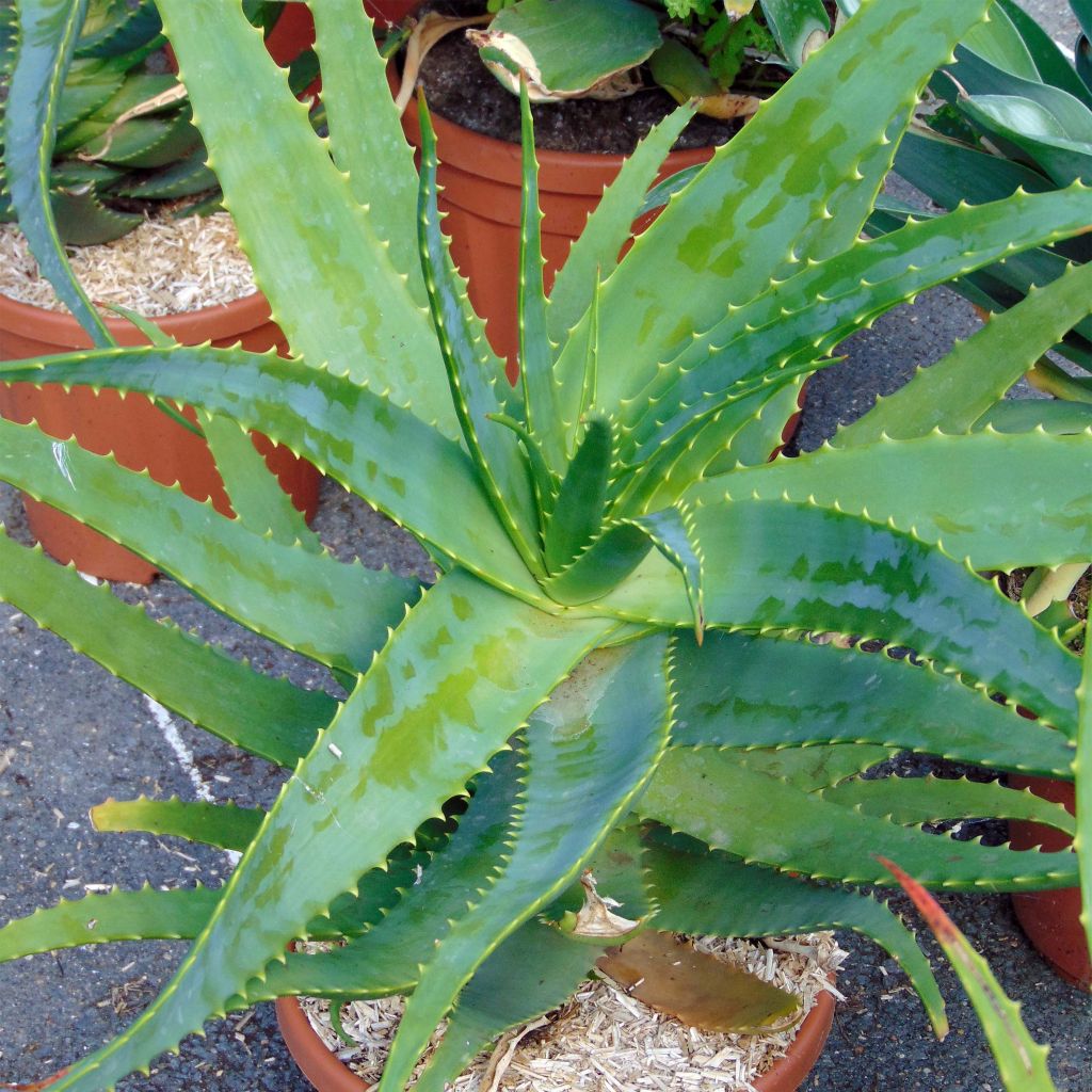 Aloe arborescens