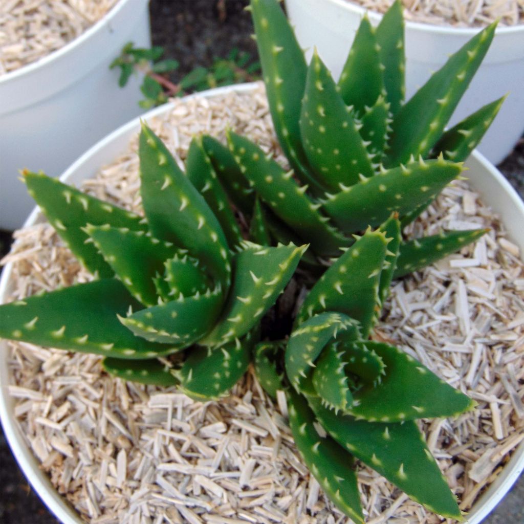 Aloe brevifolia  