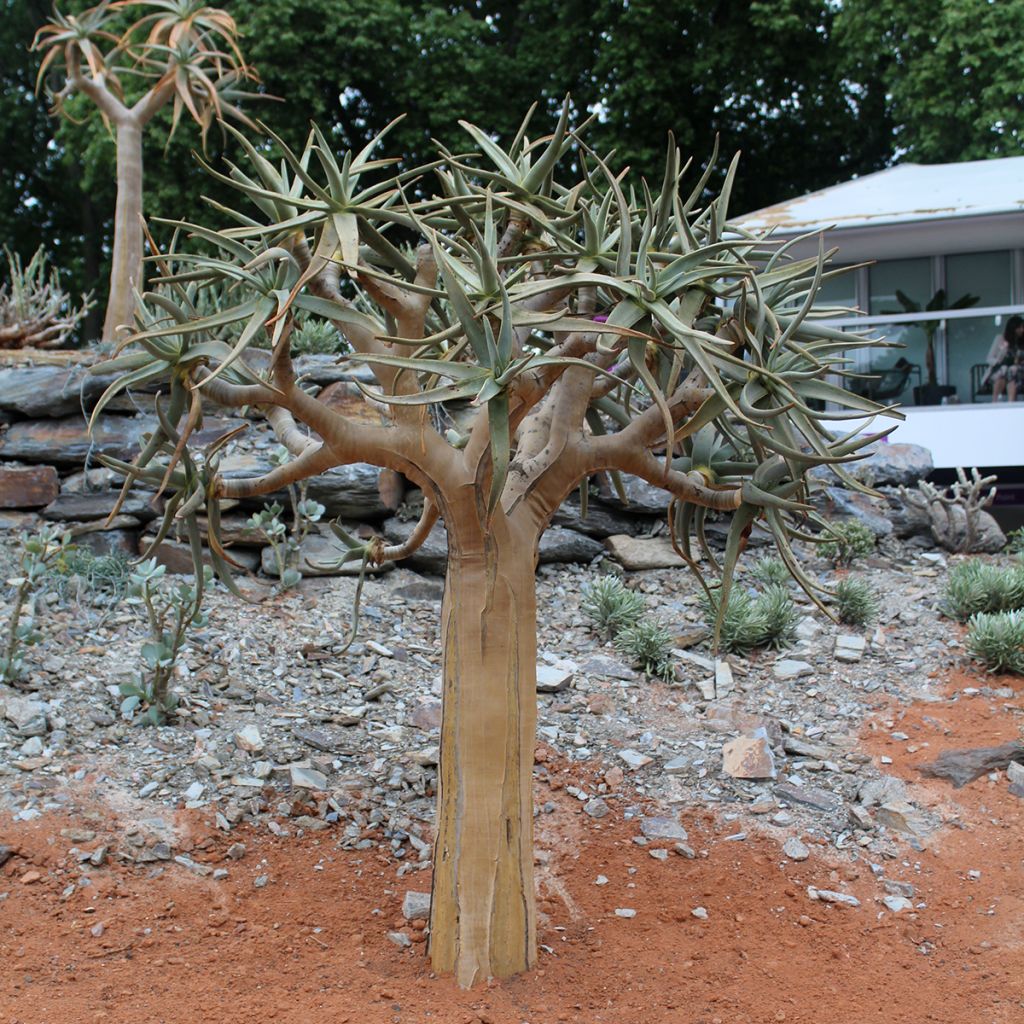 Aloe dichotoma - Quiver tree