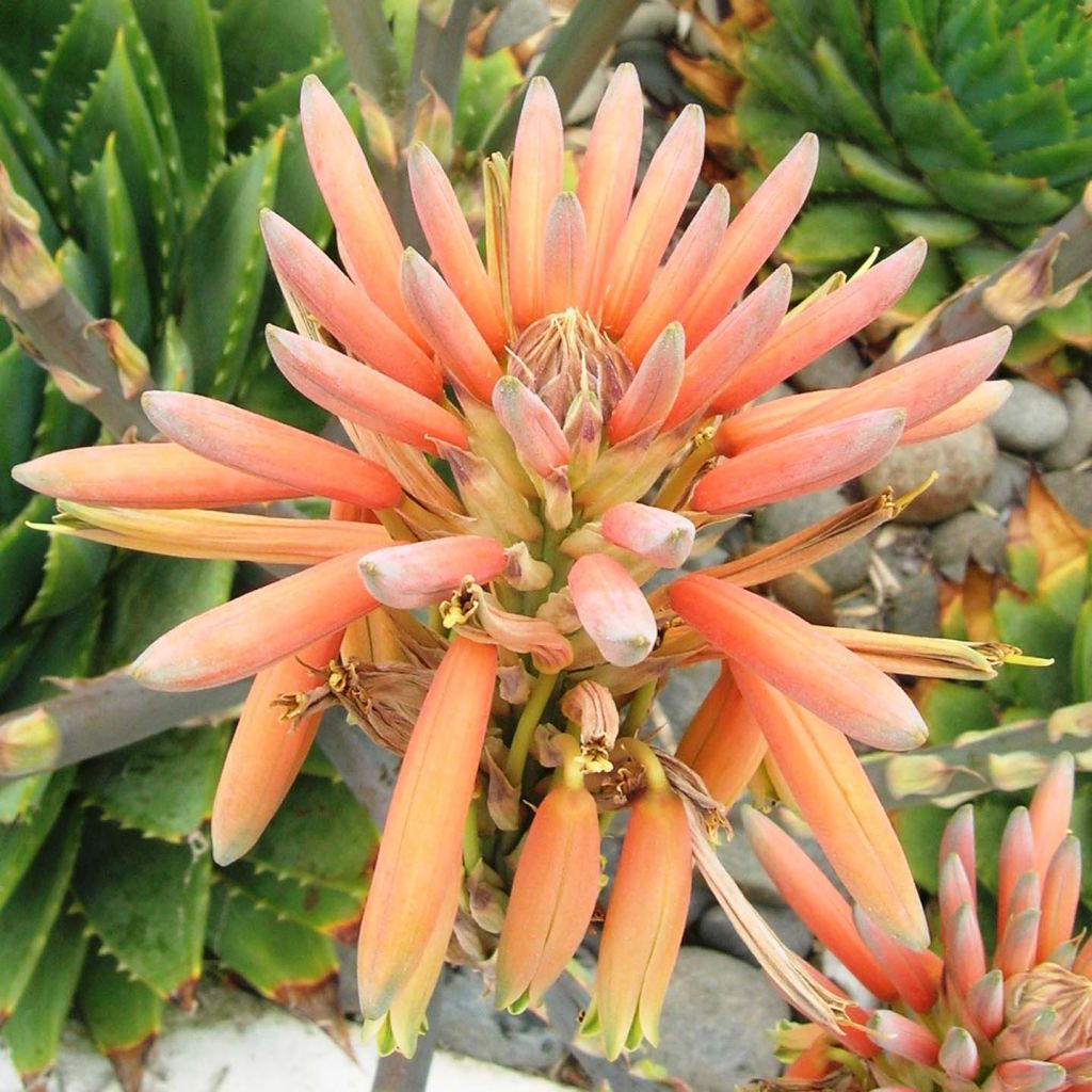 Aloe polyphylla  