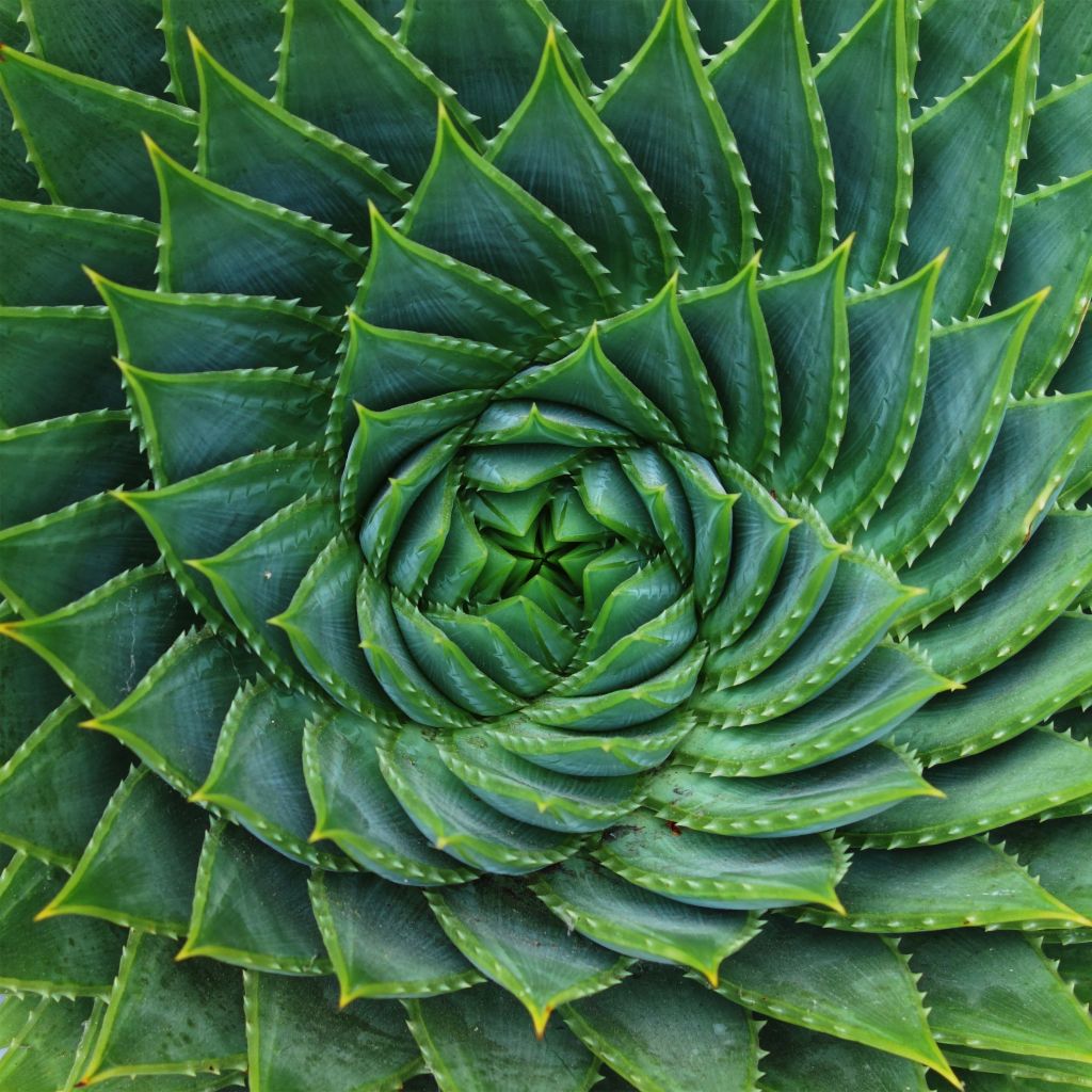 Aloe polyphylla  