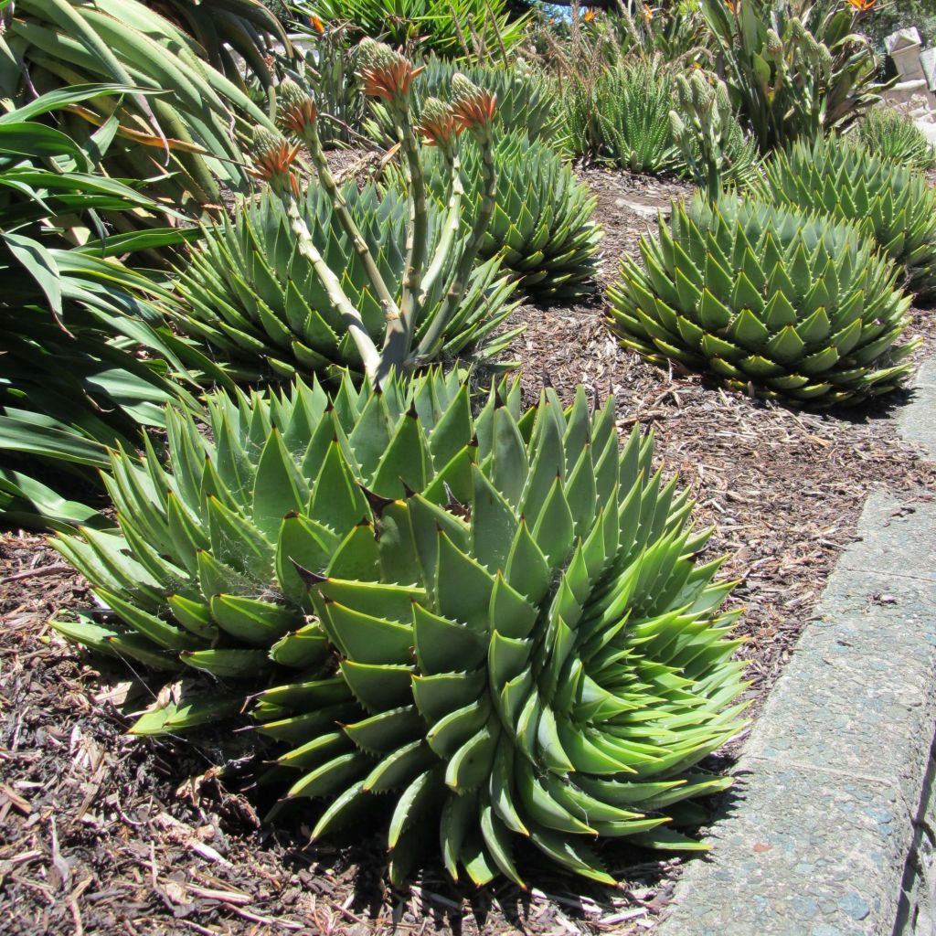 Aloe polyphylla  