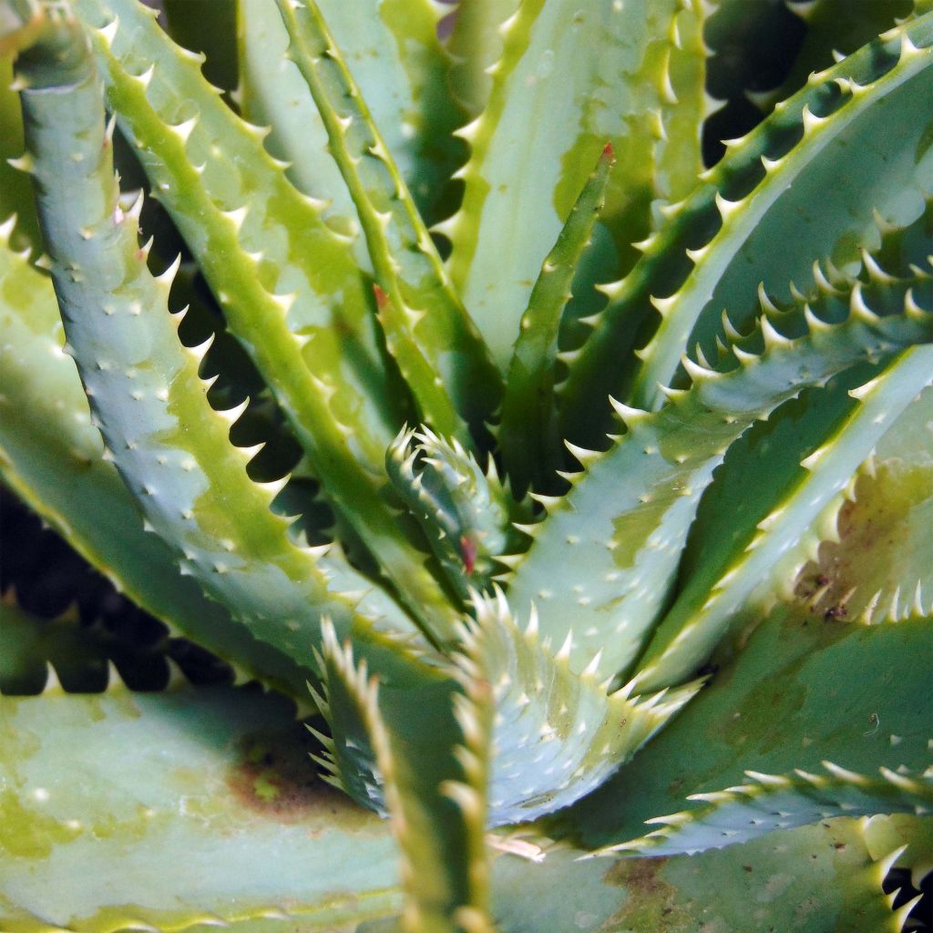 Aloe x spinosissima  