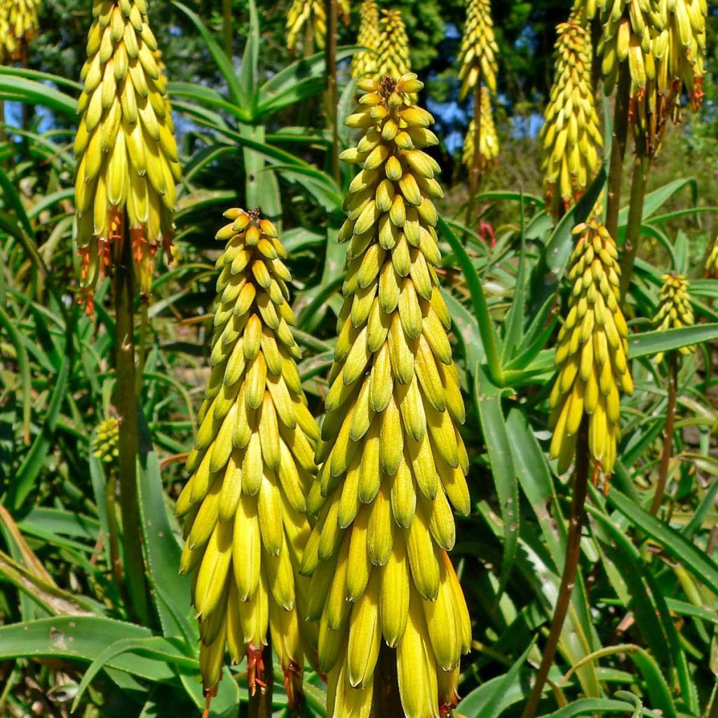 Aloe striatula