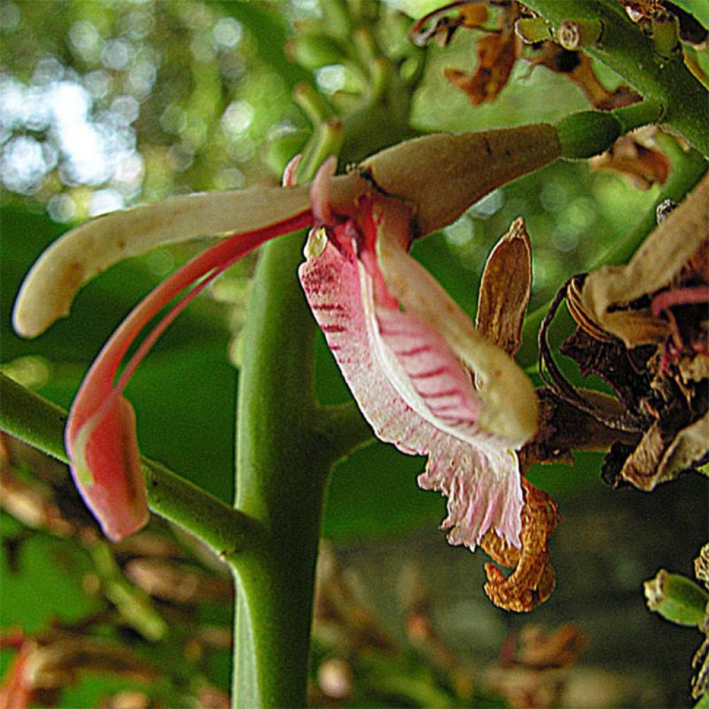 Alpinia galanga 