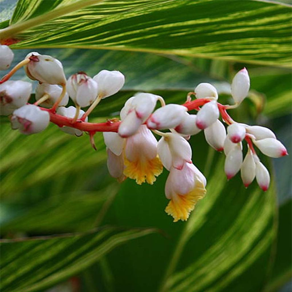 Alpinia zerumbet Variegata