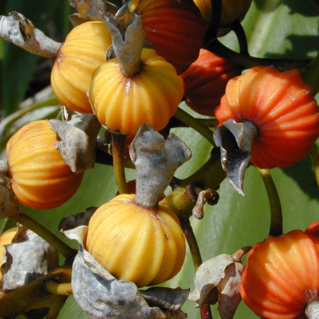 Alpinia zerumbet Variegata