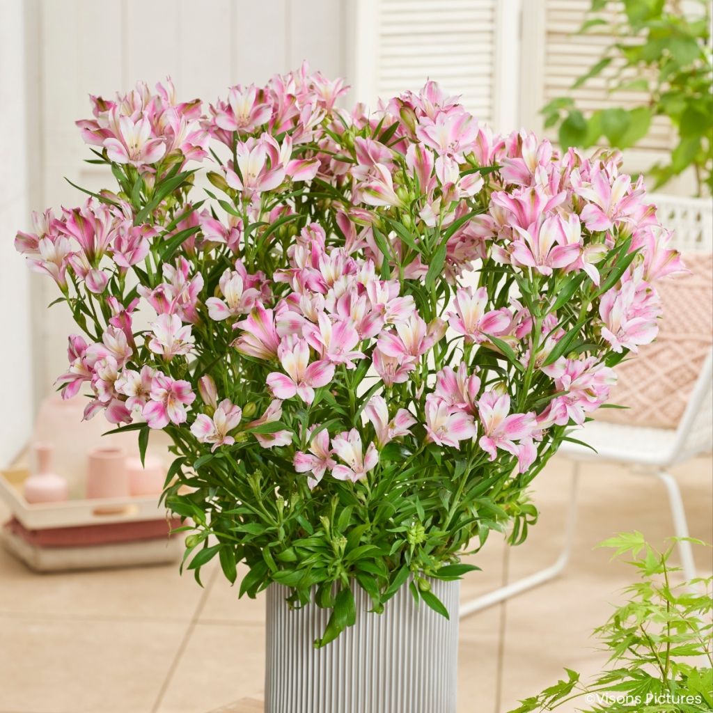 Alstroemeria Duchesses d'Anjou Emilie - Alstroemeria Emily, Peruvian lily