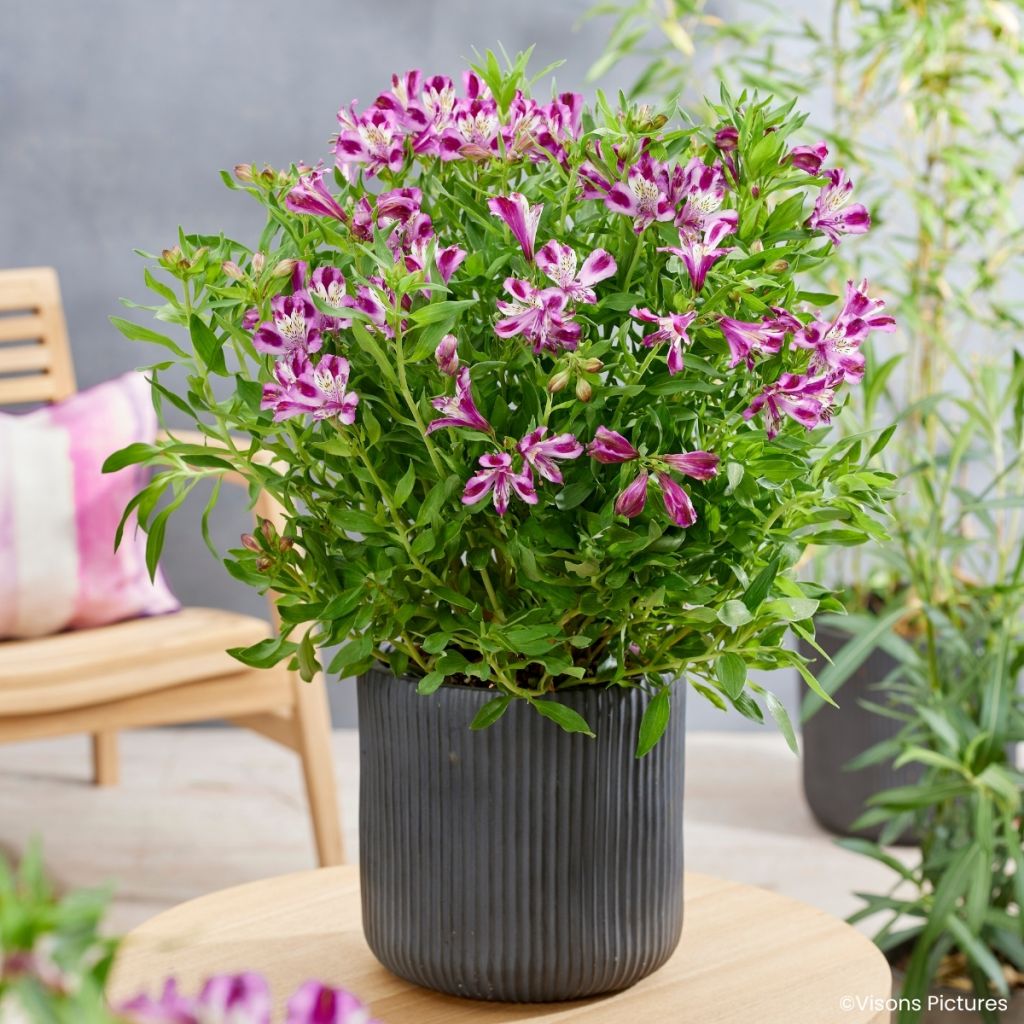 Alstroemeria Duchesses d'Anjou Valentine - Peruvian lily