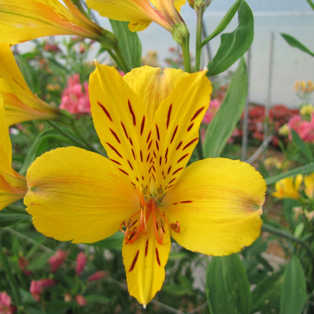 Alstroemeria Majestic Serrant - Peruvian lily