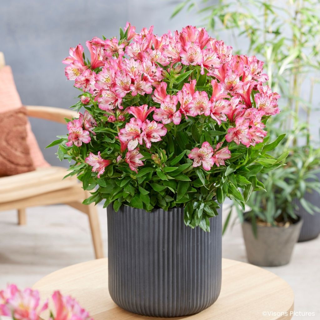Alstroemeria Pitchounes Charlotte®  - Dwarf Peruvian lily