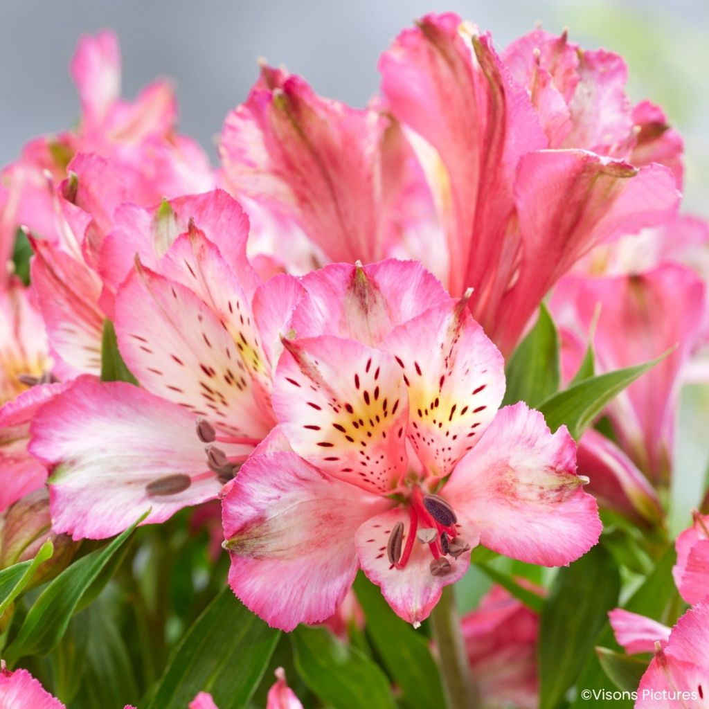 Alstroemeria Pitchounes Charlotte®  - Dwarf Peruvian lily