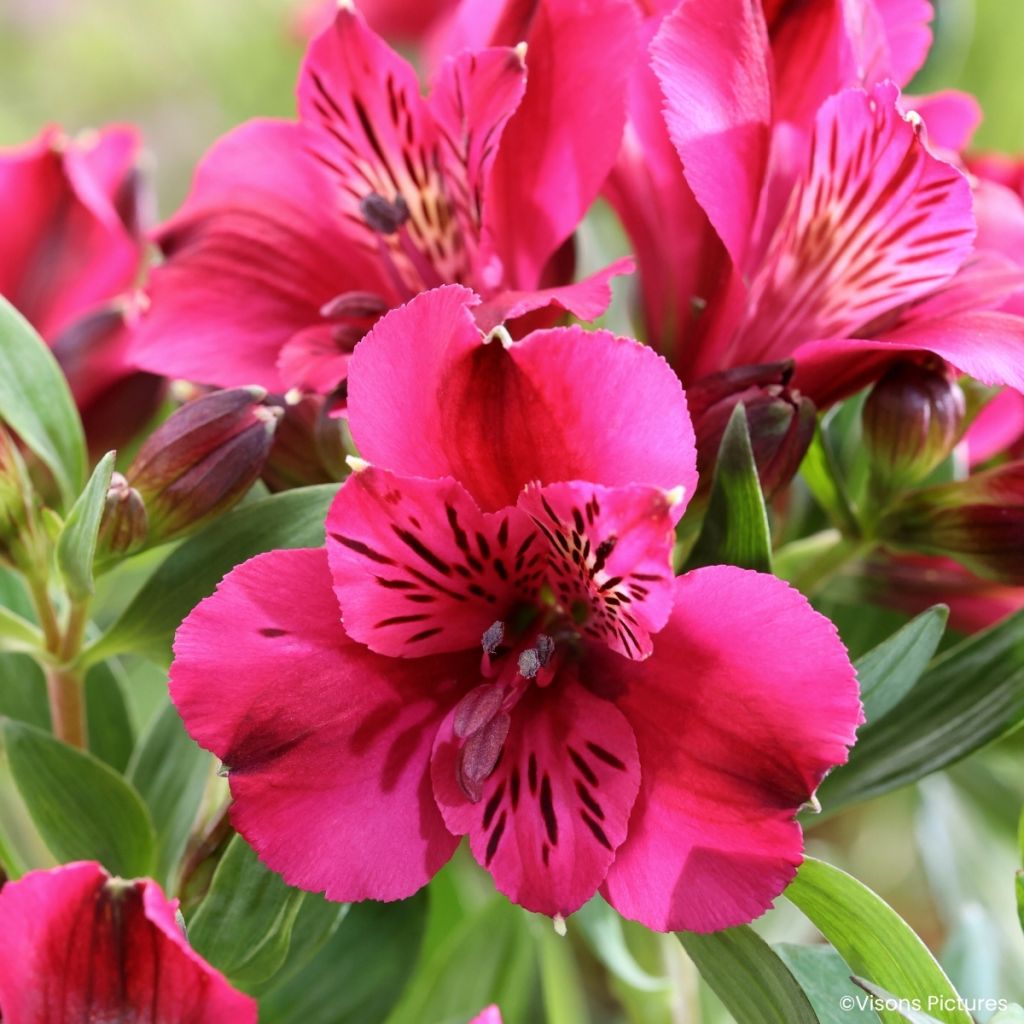Alstroemeria Pitchounes Leonie - Miniature Peruvian lily