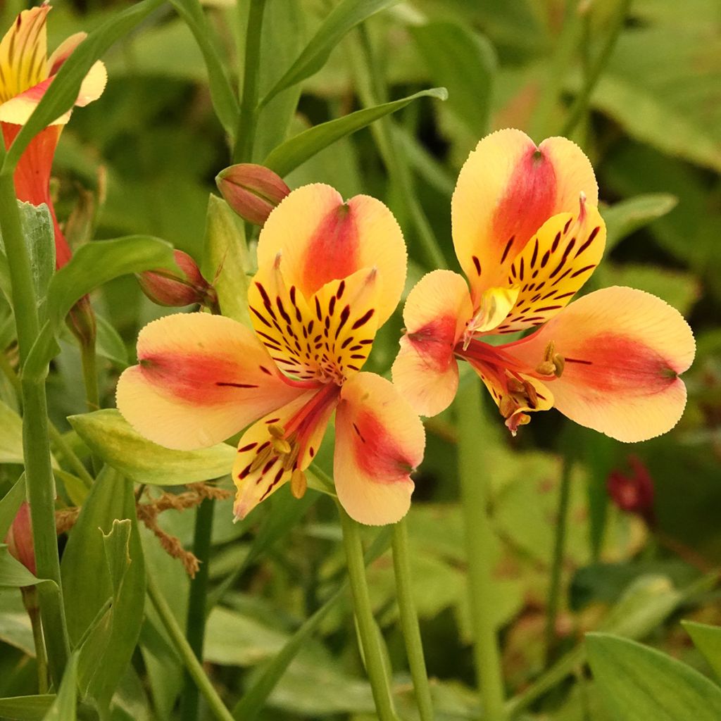 Alstroemeria  Majestic Layon