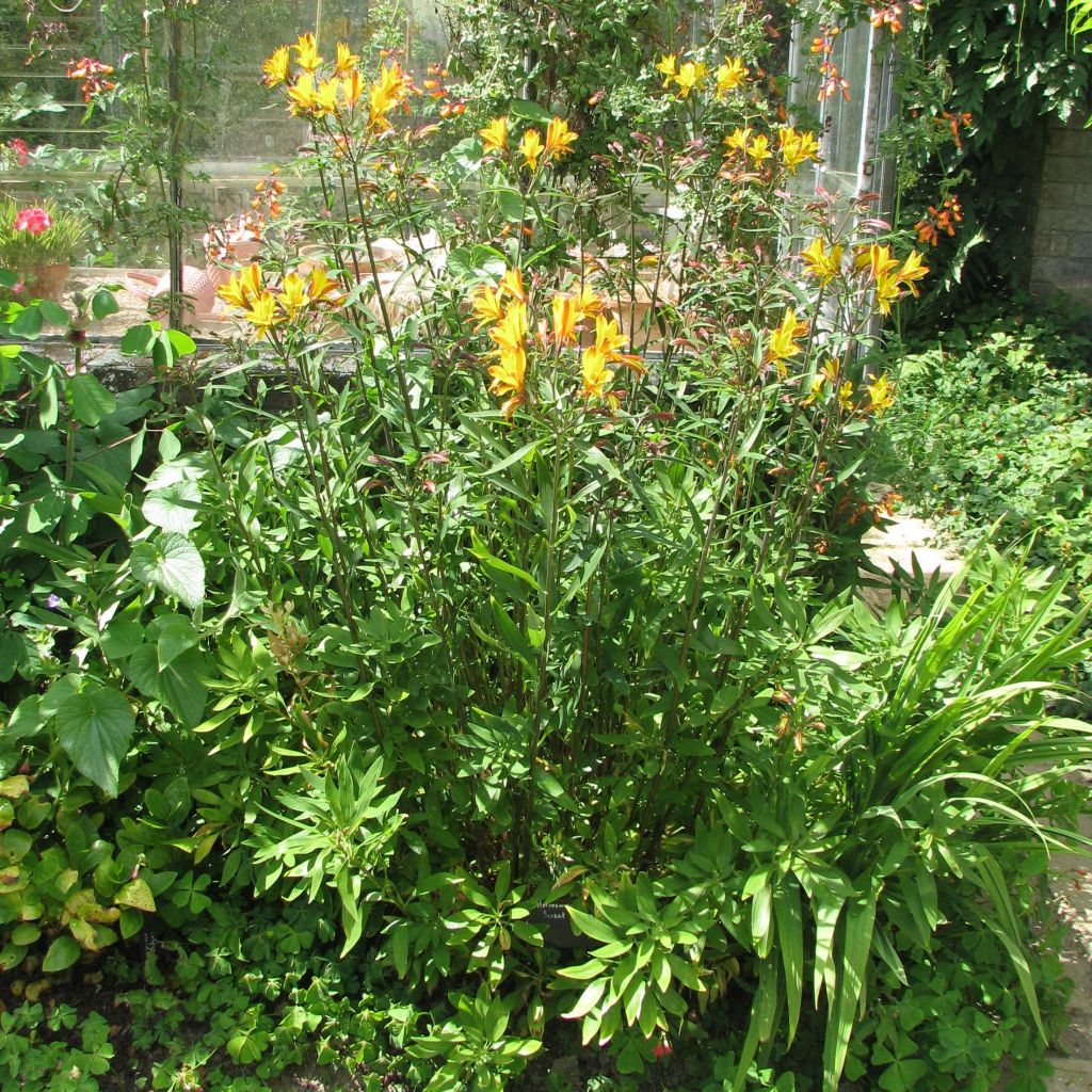 Alstroemeria Sweet Laura