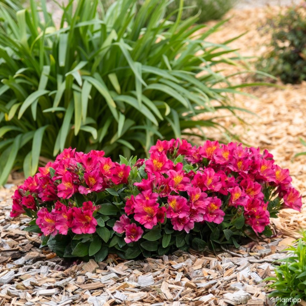 Alstroemeria Incalys Cherry - Dwarf Peruvian lily