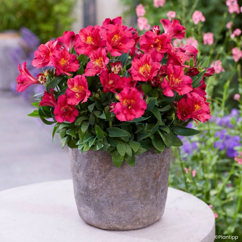 Alstroemeria Incalys Cherry - Dwarf Peruvian lily